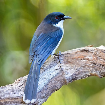 Dark-backed Sibia
