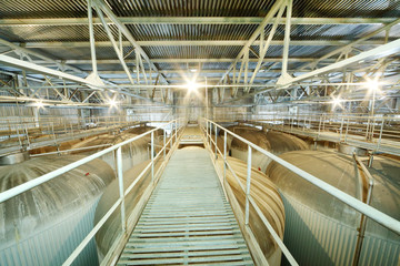 Naklejka premium Bridge above big cisterns for beer in factory