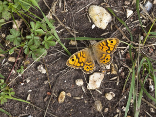 wall brown butterfly on soil
