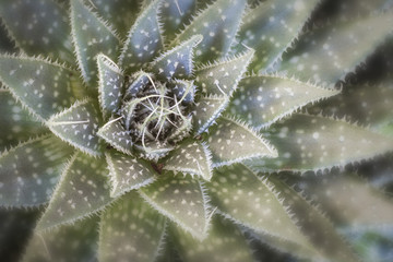 Thorny Succulent