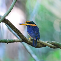 Rufous-collared Kingfisher