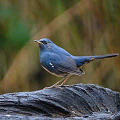 male White-bellied Redstart