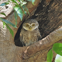 Spotted Owlet