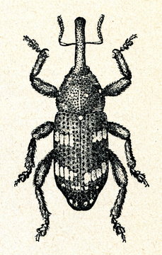 Norway spruce weevil (Pissodes harcyniae)