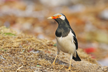 Asian Pied Starling