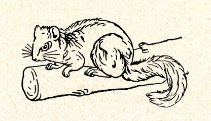 Edible dormouse (Glis glis)