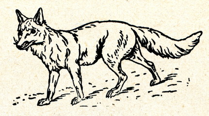 Red fox (Vulpes vulpes)