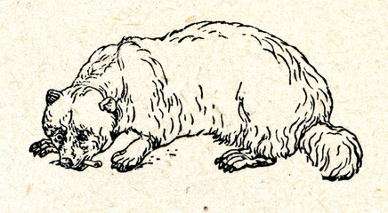 Wolverine (Gulo gulo)