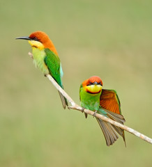 Chestnut-headed Bee-eater