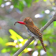 female Banded Kingfisher