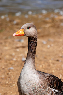 Greylag goose standing by the water