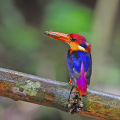 female Black-backed Kingfisher