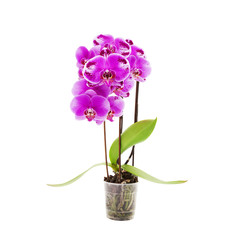 Orchideenpflanze