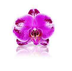 Orchideeblüte