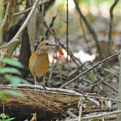 female Blue-rumped Pitta