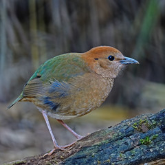 female Rusty-naped Pitta
