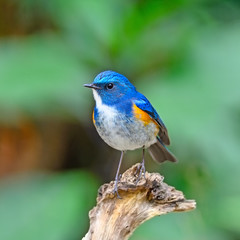 Himalayan Bluetail