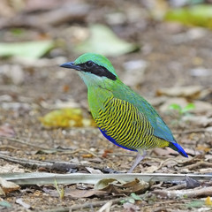 male Bar-bellied Pitta