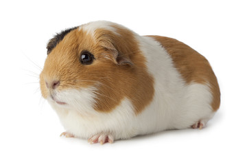 Cute guinea pig