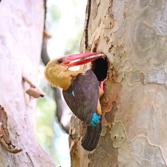 male Brown-winged Kingfisher