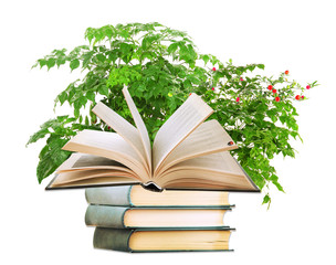 Books with plant isolated on white