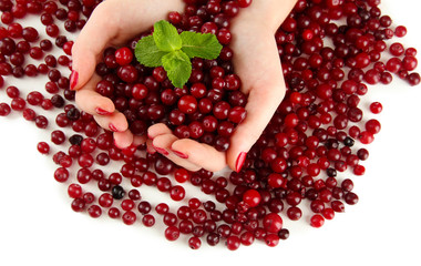 Woman hands holding ripe red cranberries, isolated on white.