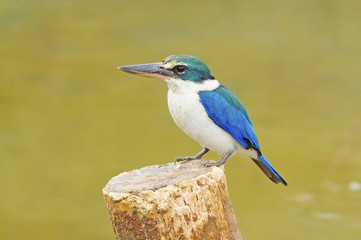 Sacred Kingfisher