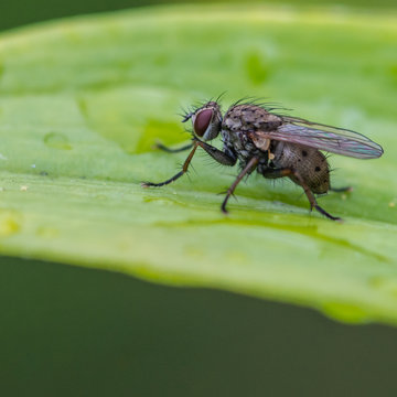 Thirsty Fly