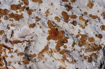 Close-up of colorful lichens are variamenti organisms
