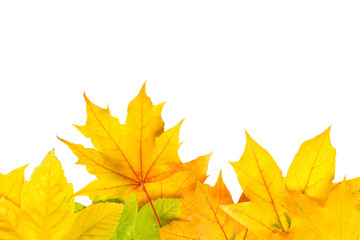 Fototapeta na wymiar Herbstblätter als Hintergrund