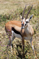 Thomson's gazelle