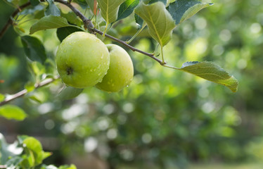 green apples on a branch in an orchard