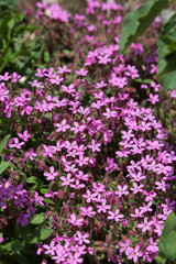 Fleur rose Silène des glaciers