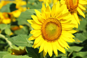 Beautiful sunflower in the field, close up