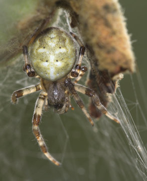 Spider meadow Araneus quadratus .