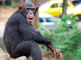 Chimpanzé, zoo d'Abidjan