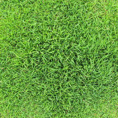 grass background