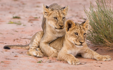 Obraz na płótnie Canvas Two cute lion cubs playing on sand in the Kalahari