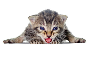 Adorable little kitten with an open mouth and tongue on white
