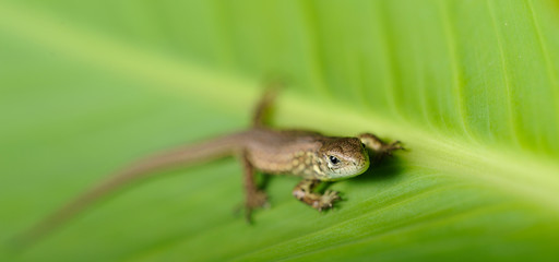 Obraz premium zauneidechse 3