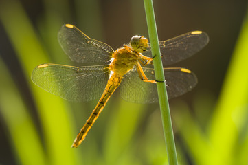 Yellow Dragonfly perched on a stick