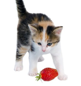 gay kitten cat stand red strawberry isolated white