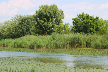 Swamp © vargabandi