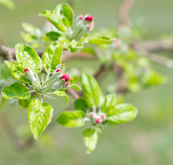 Green buds of a apple in the spring