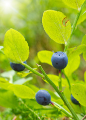 Ripe berries of a bilberry