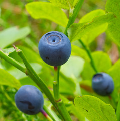 Ripe berries of a bilberry