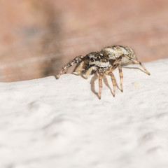 Salticus Scenicus