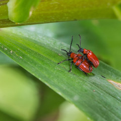 Naklejka premium Some Red Hot Loving