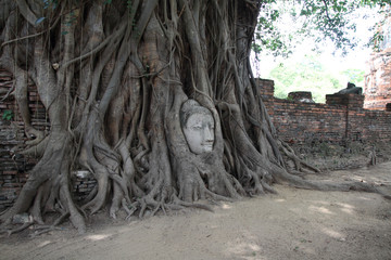 ワットマハータートの仏頭