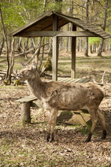 Cerf en foret